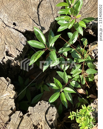 切り株の穴から生えた植物 切り株の穴から生えた植物 131406002
