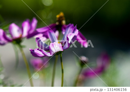 秋桜 131406156