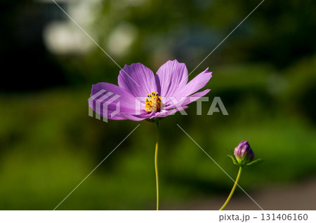 秋桜 131406160