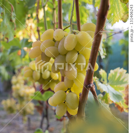 Ripe organic grape clusters on vines, useful for vineyard marketing, natural farming, and fresh produce visuals Ripe organic grape clusters on vines, useful for vineyard marketing, natural farming, and fresh produce visuals 131406243