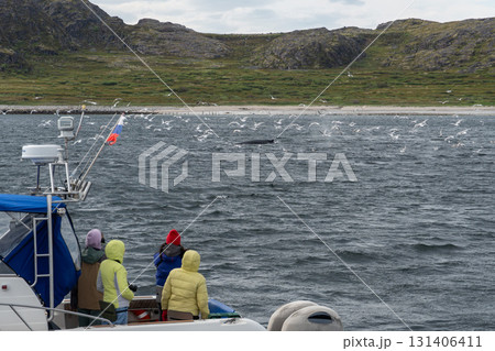 Tourists in colorful jackets on a boat observe a humpback whale surfacing among seagulls in the Barents Sea near a rocky northern coast 131406411