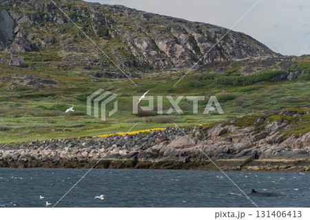 A whale fin emerges near the rocky coast with green slopes and seabirds flying above the Arctic landscape, Barents Sea, Arctic 131406413