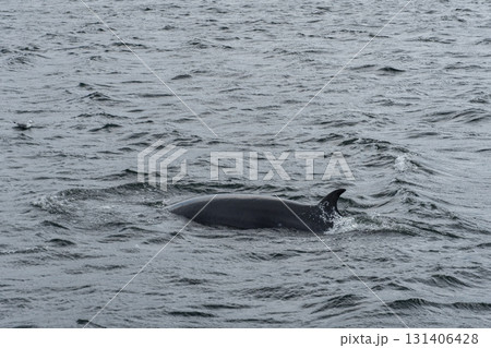 A humpback whale surfaces in dark waters of Barents Sea, showing its curved dorsal fin against the rippling waves 131406428