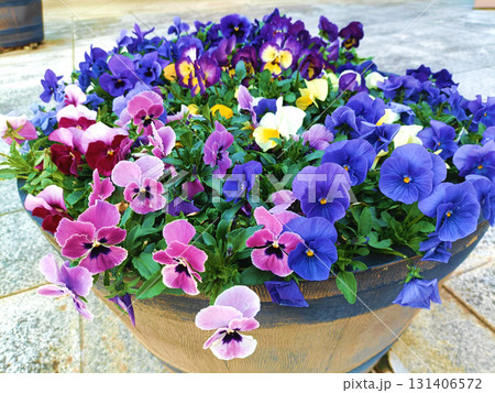 鮮やかなパンジーの鉢植え 鮮やかなパンジーの鉢植え 131406572