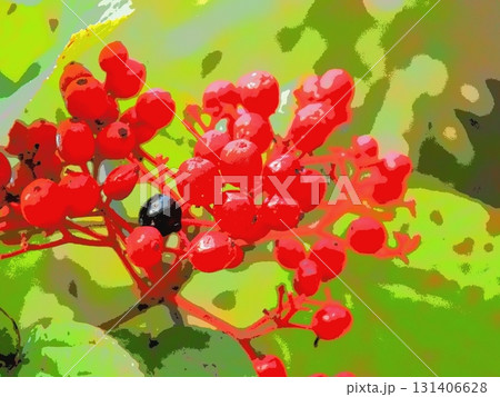 オオカメノキの実（afr20250924055440） 131406628