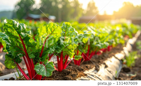 Swiss Chard Growing in Garden Soil 131407009