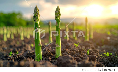 Fresh spring growth of organic young green grass in a field, a new life from the soil of nature's agriculture Fresh spring growth of organic young green grass in a field, a new life from the soil of nature's agriculture 131407074
