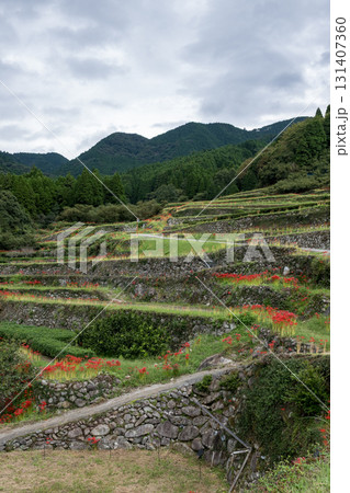 番所の彼岸花 番所の彼岸花 131407360