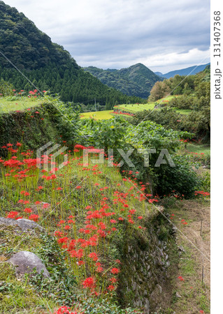 番所の彼岸花 番所の彼岸花 131407368