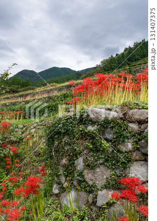 番所の彼岸花 131407375