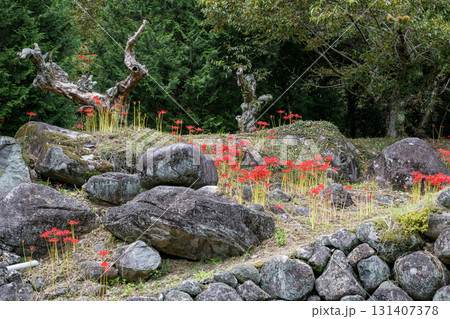 番所の彼岸花 番所の彼岸花 131407378