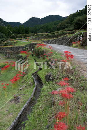 番所の彼岸花 番所の彼岸花 131407407
