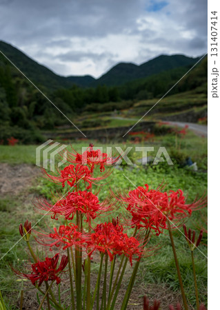 番所の彼岸花 番所の彼岸花 131407414