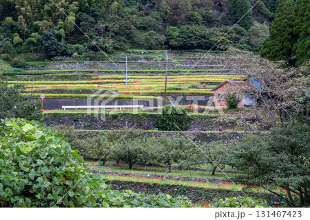 番所の彼岸花 番所の彼岸花 131407423