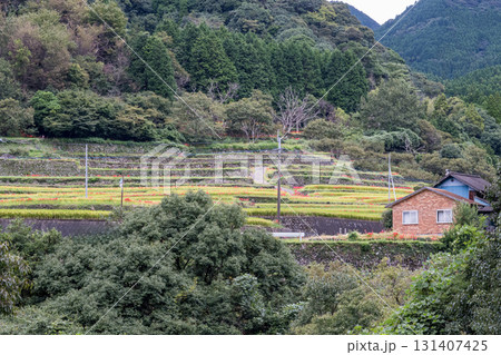 番所の彼岸花 番所の彼岸花 131407425
