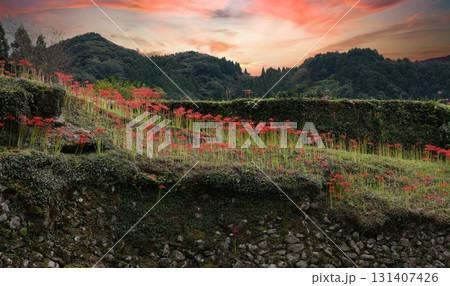 番所の彼岸花 131407426