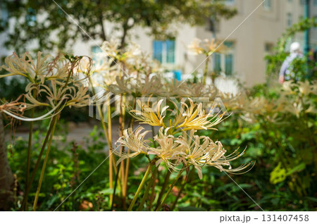 花のみち 131407458