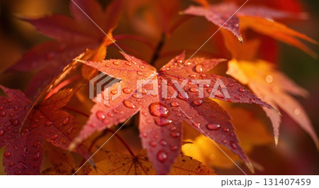 紅葉と木漏れ日 131407459