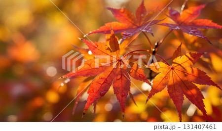 紅葉と木漏れ日 131407461