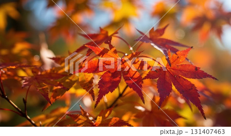 紅葉と木漏れ日 131407463