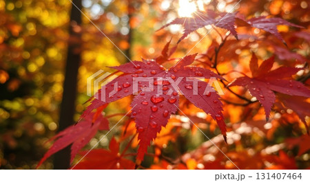 紅葉と木漏れ日 131407464