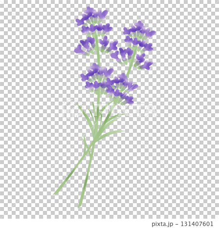 Watercolor illustration of lavender with leaves 131407601