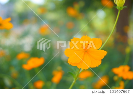 オレンジのキバナコスモス 131407667