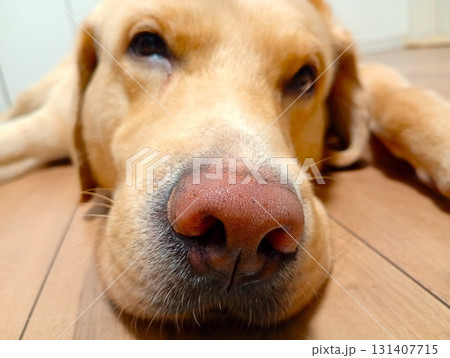 家でくつろぐラブラドールレトリーバー8 家でくつろぐラブラドールレトリーバー8 131407715