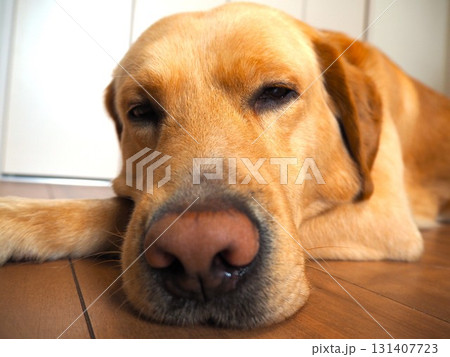 家でくつろぐラブラドールレトリーバー4 131407723