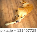 家でくつろぐラブラドールレトリーバー2 131407725