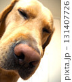 ラブラドールレトリーバーのお顔5 131407726
