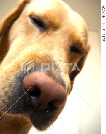 ラブラドールレトリーバーのお顔5 131407726