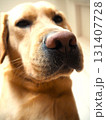 ラブラドールレトリーバーのお顔3 131407728