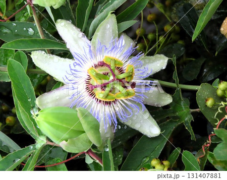 花壇の花:つる性の花、時計草の花:梅雨から夏の花。 花壇の花:つる性の花、時計草の花:梅雨から夏の花。 131407881