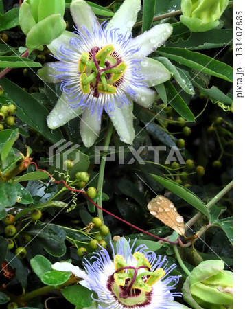 花壇の花：つる性の花、時計草の花：梅雨から夏の花。 131407885