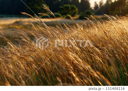 Golden sunlight illuminates tall grass in a meadow at sunset Golden sunlight illuminates tall grass in a meadow at sunset 131408116