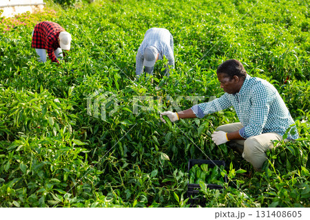 African american man harvesting green bell peppers in farmer field 131408605