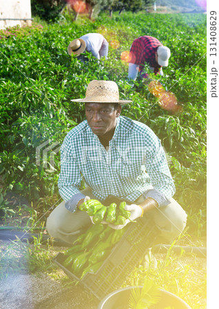 African american man demonstrates box with crop of ripe bell peppers in farmer field 131408629
