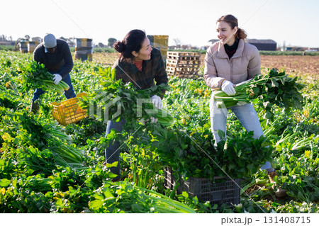 Multiethnic people harvesting ripe celery on vegetable field 131408715