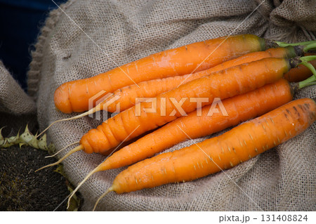 Freshly harvested carrots arranged on a rustic burlap sack, close up view. Freshly harvested carrots arranged on a rustic burlap sack, close up view. 131408824
