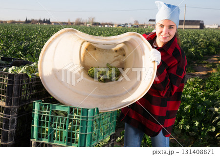 Female gardener emptying container with artichokes while working on plantation Female gardener emptying container with artichokes while working on plantation 131408871