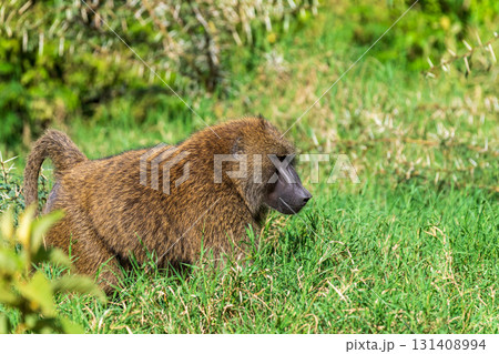 Baboon in Lake Nakuru national park 131408994