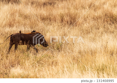Warthogs in Samburu National reserve 131408995