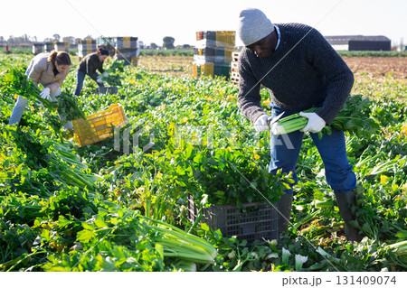African american farm worker picking crop of celery on field in spring 131409074