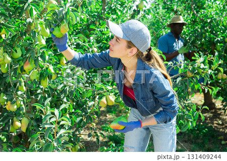 Focused young female farmer harvesting pears in orchard 131409244