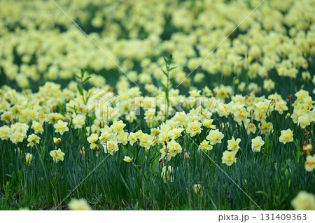 スイセン 131409363