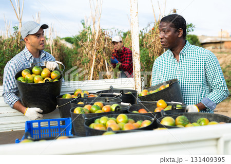 Male gardeners carrying bucket of tomatoes Male gardeners carrying bucket of tomatoes 131409395