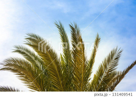 Vibrant palm tree against clear blue sky perfect for nature and travel design 131409541