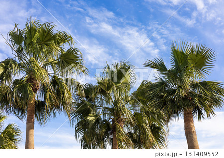 Tropical palm trees against bright blue sky for nature and travel theme 131409552