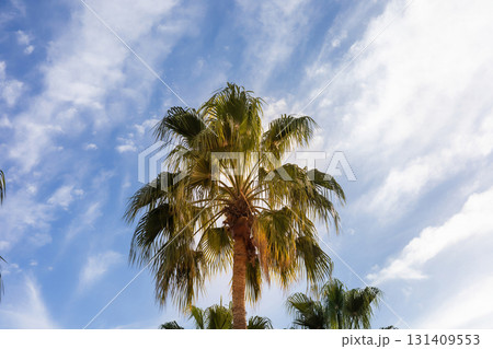 Majestic palm tree against bright blue sky for nature or travel themes 131409553